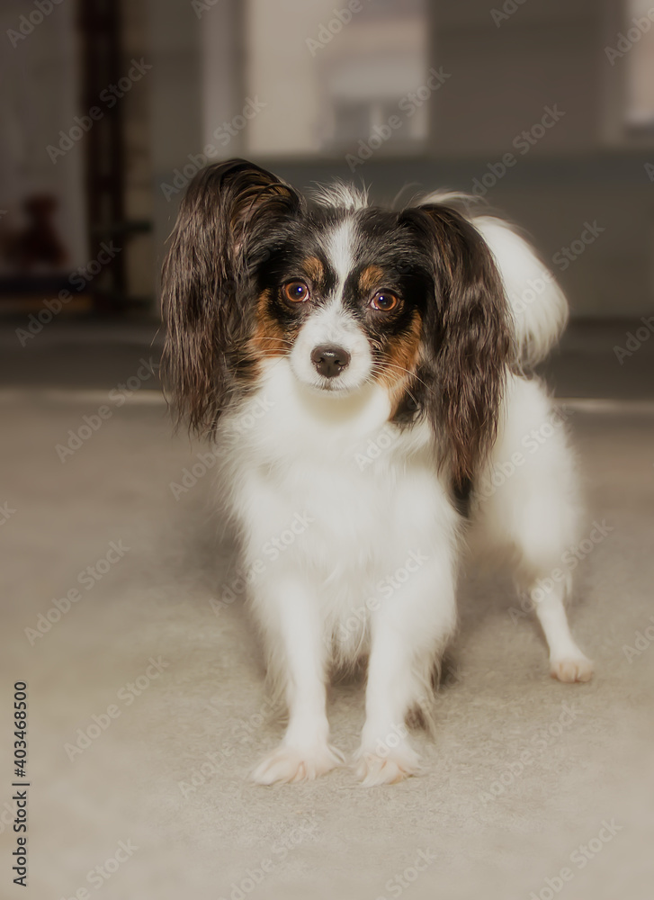papillon dog with an expressive look.