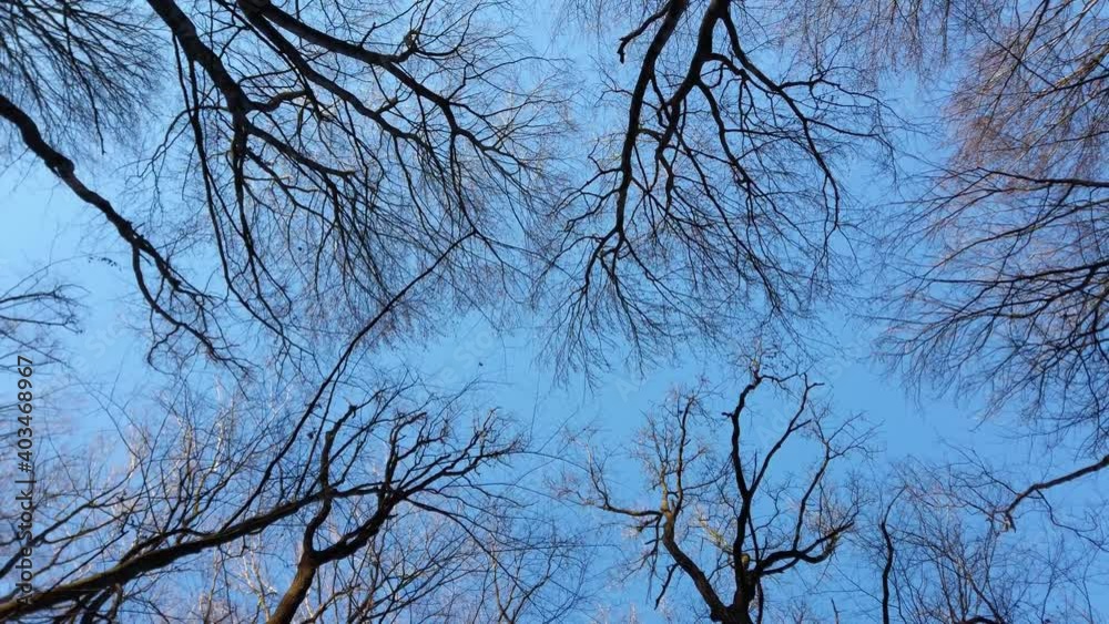Tree branches against the backdrop of the sky. Tree branches against the backdrop of the sky.