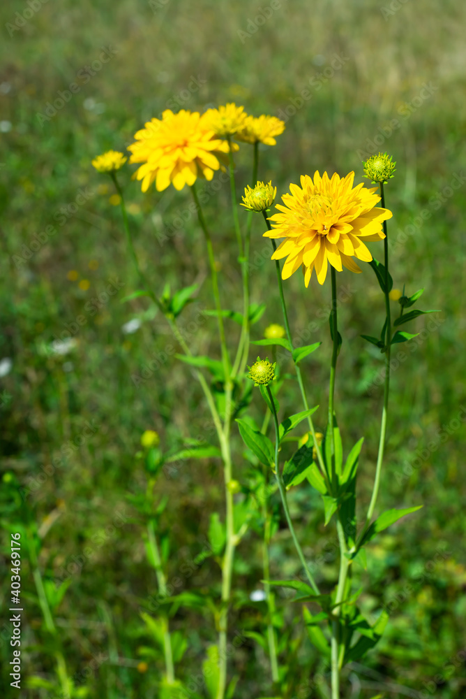 Yellow wildflowers meadow flowers on a green background. Bright heads of rudbeckia flowers. Copy space for text. Vertical format.
Yellow wildflowers meadow flowers on a green background. Bright heads of rudbeckia flowers. Copy space for text. Vertical format.
