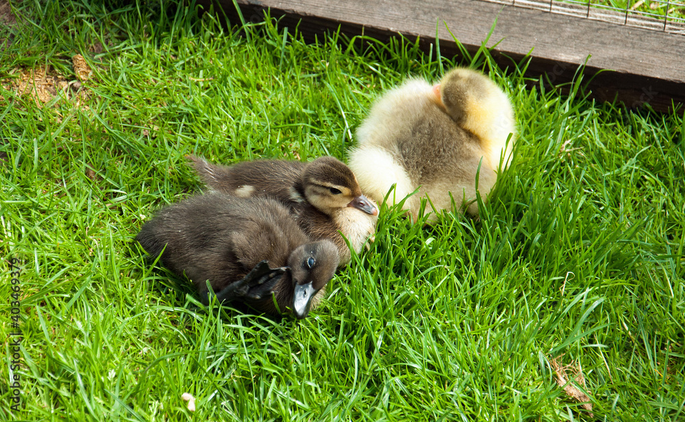 Young ducks in a field