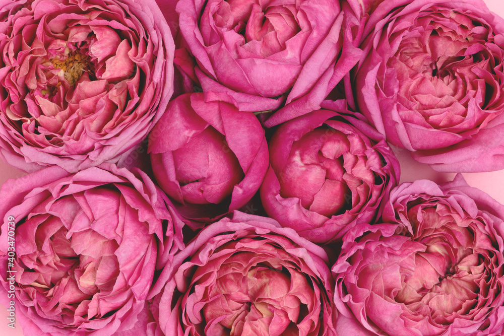 Pink rose flower texture. Springtime background. Floral tenderness backdrop concept.