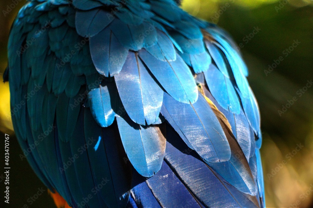 Obraz premium Plumas