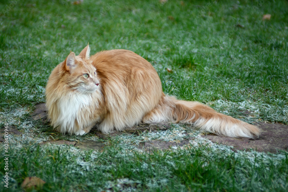 Fluffy Maine Coon cat. A cute Maine Coon female cat portrait. Fluffy Maine Coon cat. A cute Maine Coon female cat portrait.