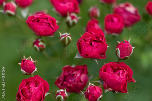 A selective focus macro image of red roses with rose buds and green leaves with blurred  background 