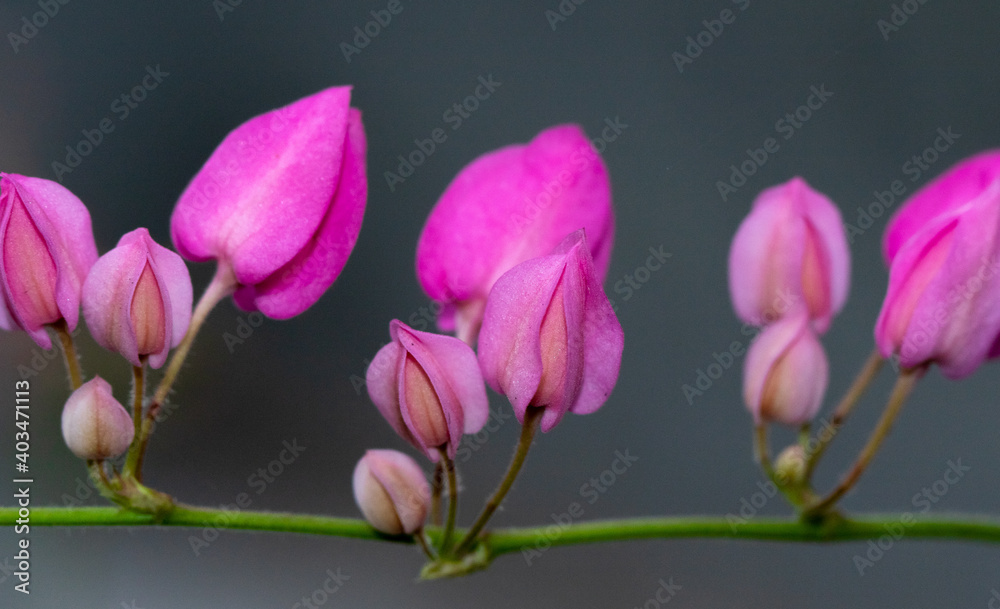 Obraz premium A selective focus and shallow depth of field Macro image of pink flowers on green stem with blur background 