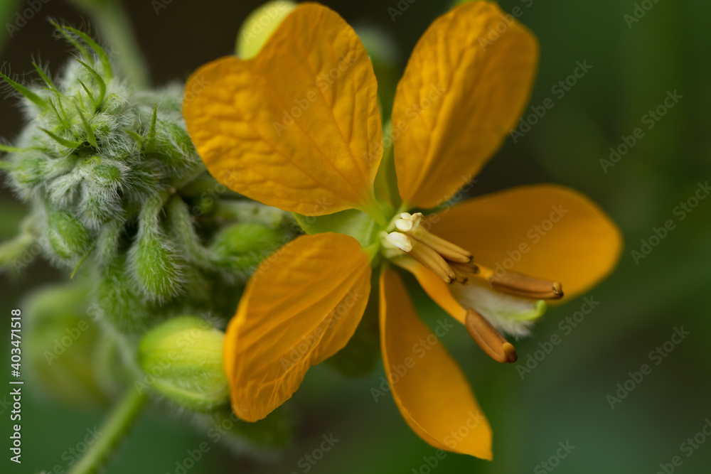 An isolated wild flower with yellow petals and dark background
An isolated wild flower with yellow petals and dark background