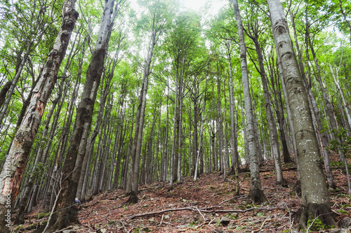 Trees in a forest