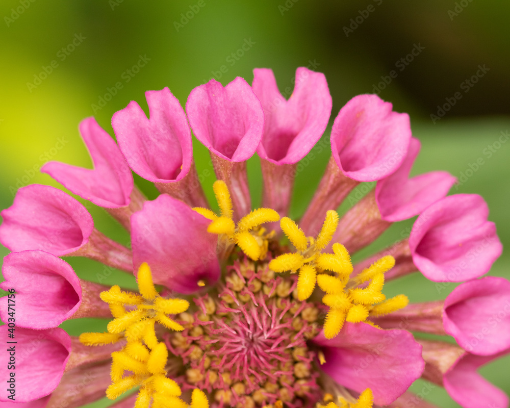 Selective focus Macro image of a zinnia flower bud with vibrant colors and blur green background
Selective focus Macro image of a zinnia flower bud with vibrant colors and blur green background