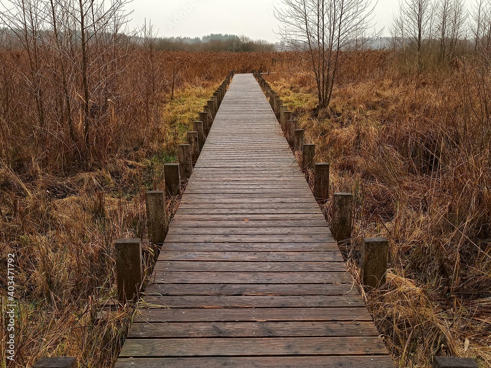 wooden bridge in the forest wooden bridge in the forest