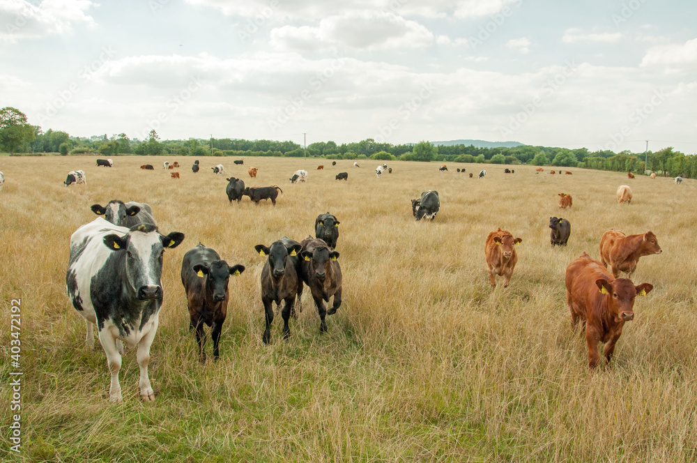 Cattle in a summertime meadow Cattle in a summertime meadow