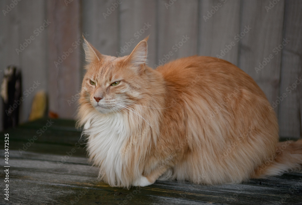 Fluffy Maine Coon cat. A cute Maine Coon female cat portrait. Fluffy Maine Coon cat. A cute Maine Coon female cat portrait.