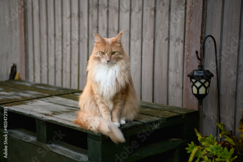 Fluffy Maine Coon cat. A cute Maine Coon female cat portrait.