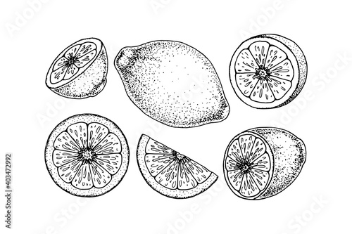 Hand drawn set of lemon design elements. Vector illustration in sketch style. Immunity booster plant. Whole lemon, half cur and slice