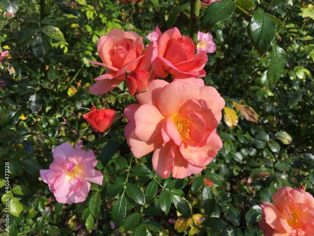 pink and red roses blossom