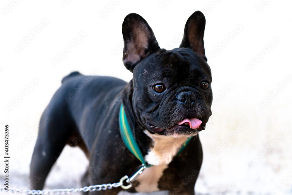 Close up portrait of a French Bulldog Close up portrait of a French Bulldog