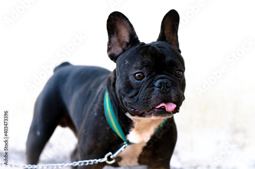 Fototapeta Naklejka Na Ścianę i Meble -  Close up portrait of a French Bulldog