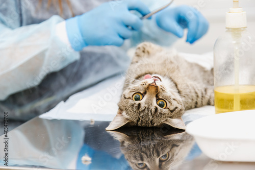Cat on surgical table during castration in veterinary clinic.