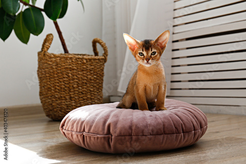 Bilde på lerret Two month old cinnamon abyssinian cat at home