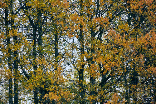 autumn trees of aspen