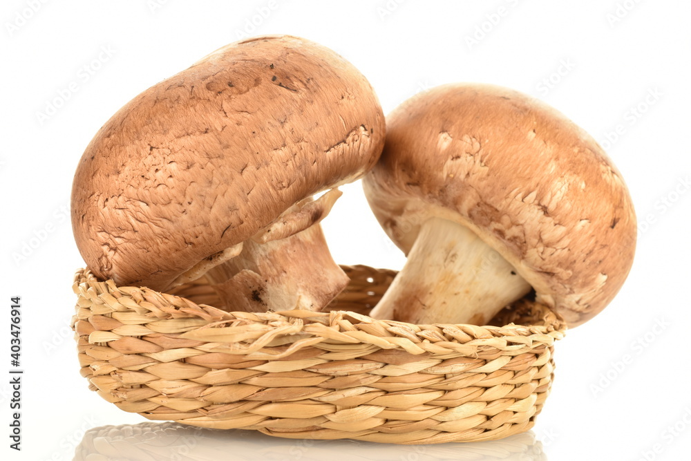 Two organic fresh, cream champignons on a straw dish, close up, isolated on white. Two organic fresh, cream champignons on a straw dish, close up, isolated on white.