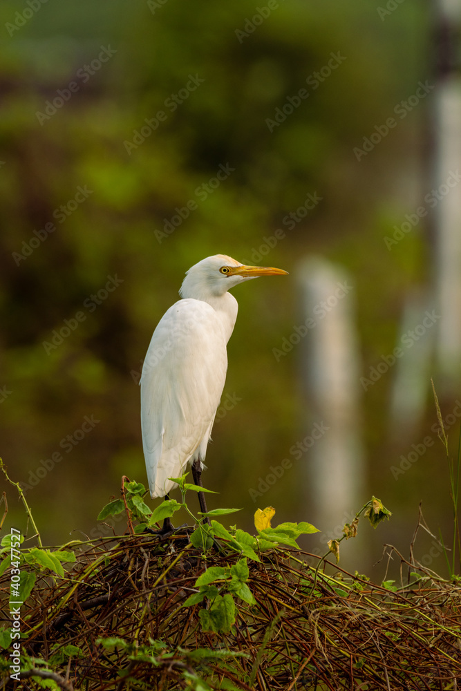 Portrait of cattle egret perched on grasslands in Chennai Portrait of cattle egret perched on grasslands in Chennai