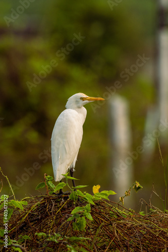 Portrait of cattle egret perched on grasslands in Chennai