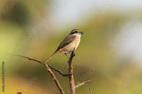 Brown Shrike perched on a branch
