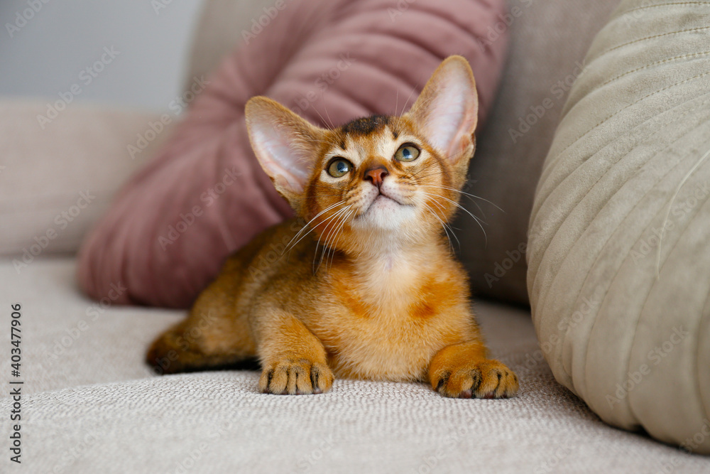 Two month old cinnamon abyssinian cat at home. Beautiful purebred short haired kitten on beige textile couch in living room. Close up, copy space, background.