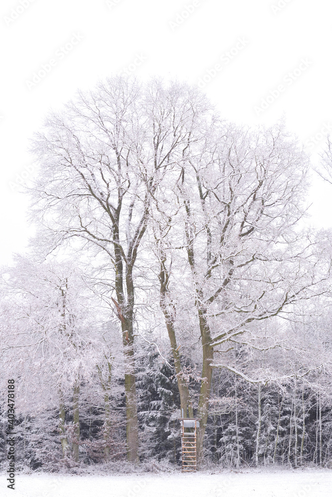 At the edge of the forest there is a large, bare oak covered with snow in winter. In front of the oak there is a hunter's stand with a ladder