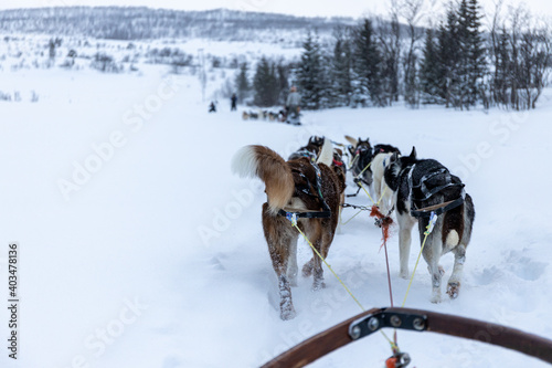 Nordic dogs pulling the sled on the snow