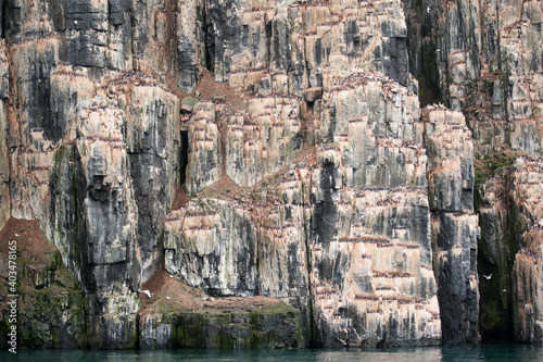 Vogelfelsen am Steilufer von Vaksevagen auf Spitzbergen - Hier brüten bis zu 60 000 Brutpaare von Dickschnabellummen- Impression einer Cruise rund um Spitzbergen