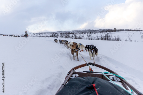 Sledding excursion on the snow, led by dogs