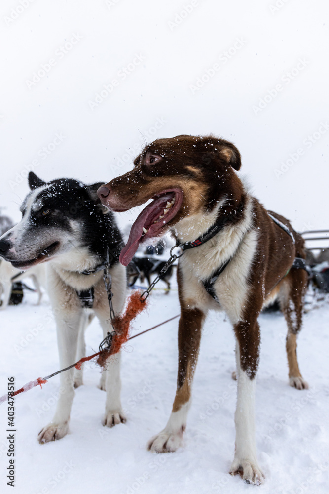 Ready for adventure in the snow Ready for adventure in the snow