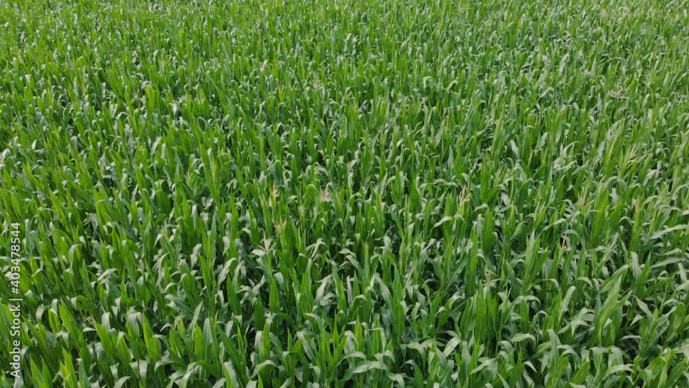 Young sprouts of corn, shot from a quadcopter. At the end of the video, the drone camera rises to capture a wide panorama of the cornfield Young sprouts of corn, shot from a quadcopter. At the end of the video, the drone camera rises to capture a wide panorama of the cornfield