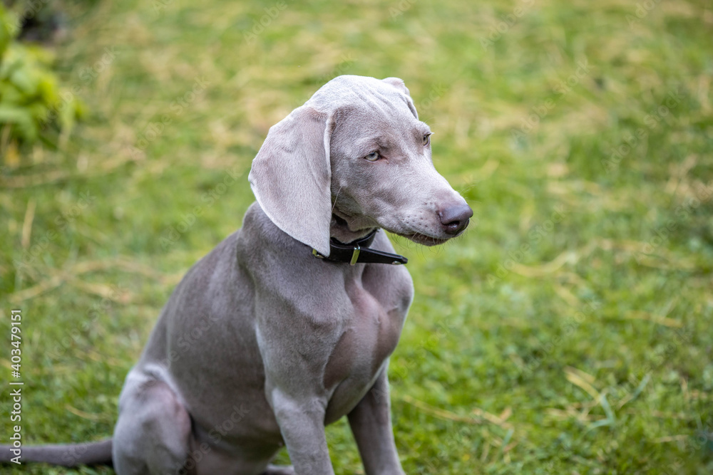 Rassehund Weimaraner Rassehund Weimaraner