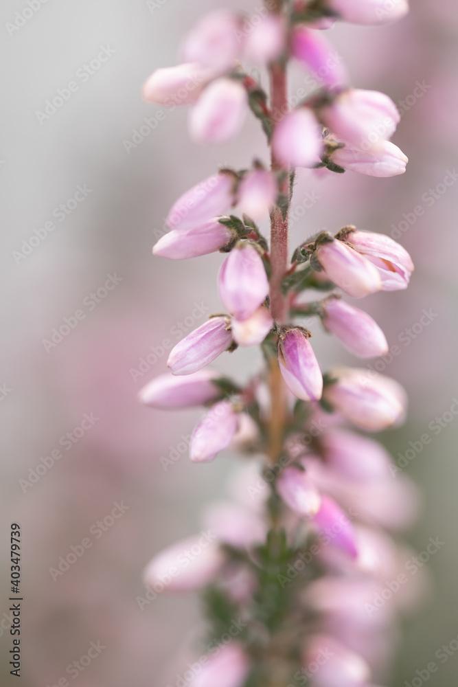 Heather flowers with nice pink defocused backgroung
