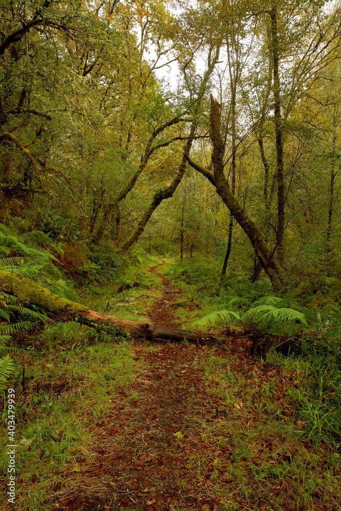 Fallen tree on a path of red leaves in a beautiful forest in the area of Galicia, Spain. Fallen tree on a path of red leaves in a beautiful forest in the area of Galicia, Spain.
