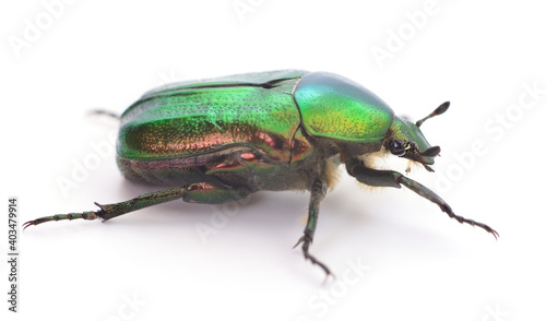 Green beetle isolated.