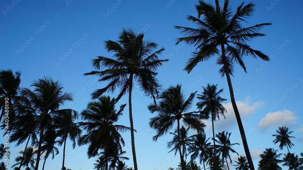 Obraz premium Céu azul, praia e coqueiros. Brisa de verão.