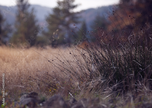 Mountain vista in background of grass clump