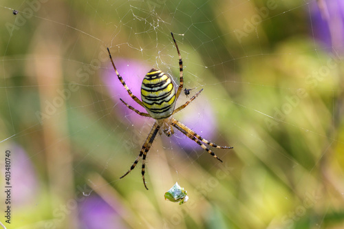 Wespenspinne (Argiope bruennichii)