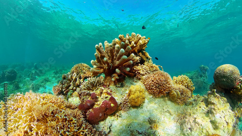 Tropical sea and coral reef. Underwater Fish and Coral Garden. Underwater sea fish. Tropical reef marine. Colourful underwater seascape. Philippines.