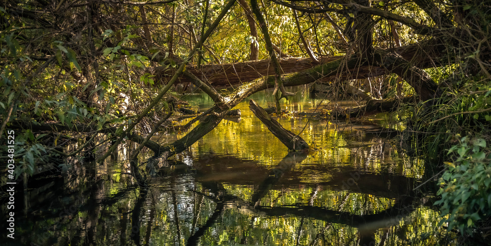 Tree reflection