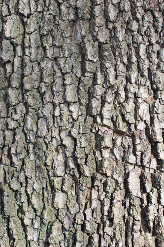 Corteccia di legno dell'albero in natura per sfondi o arredamenti
