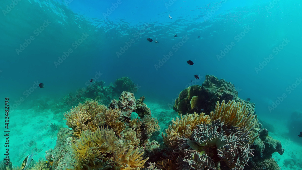 Fototapeta premium Colourful tropical coral reef. Scene reef. Seascape under water. Philippines.
