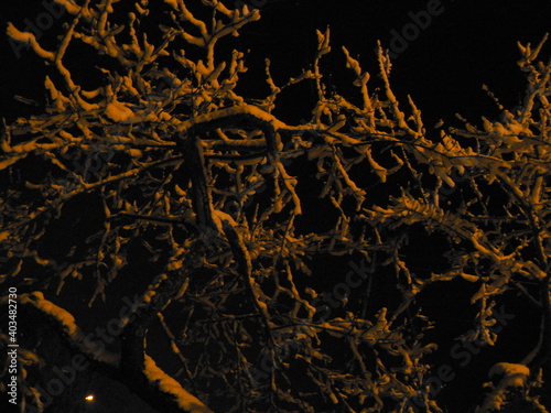 A snowy apple tree on a winter night