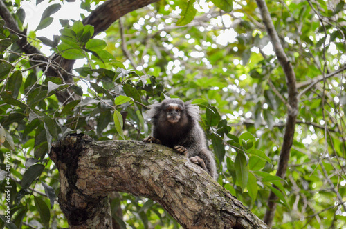 Monkey in the jungle stalking on a branch © Solisfilms Uruguay