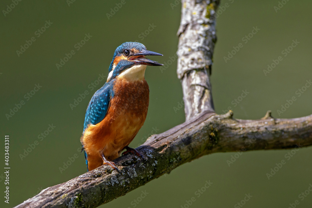 Eisvogel (Alcedo atthis) verschluckt Fisch Eisvogel (Alcedo atthis) verschluckt Fisch