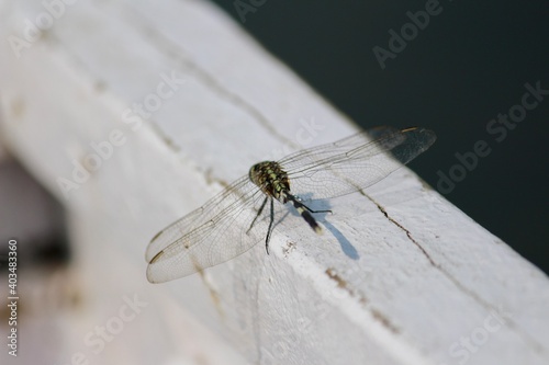 dragonfly from India