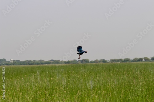 birds in India wildlife